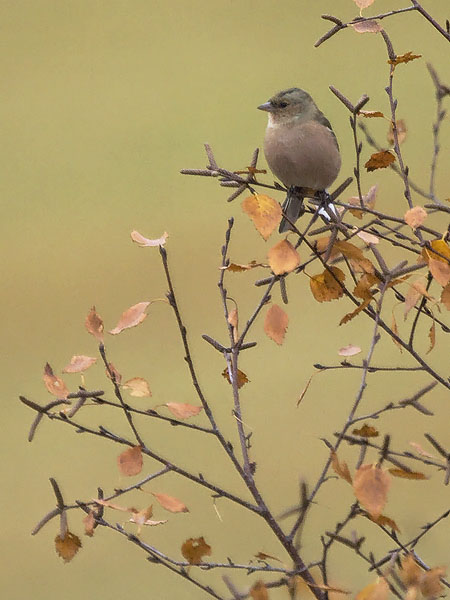 Peippo, Common Chaffinch, Fringilla coelebs